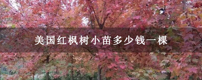 美國(guó)紅楓樹小苗多少錢一棵