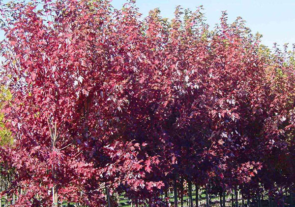 美國紅楓苗圃實拍