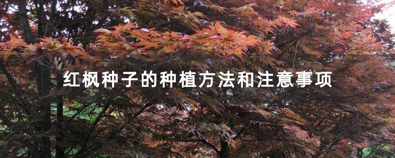 紅楓種子的種植方法和注意事項