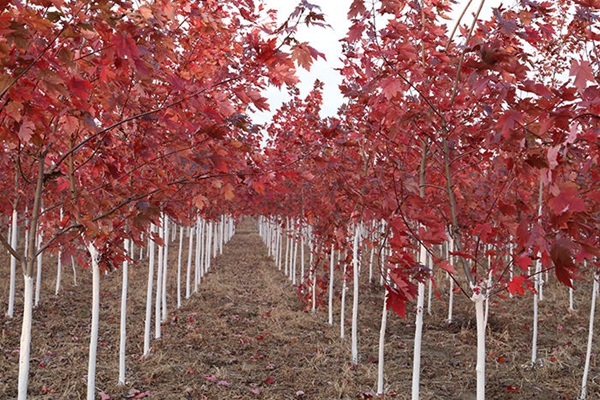 美國(guó)紅楓圖片-12181042.jpg