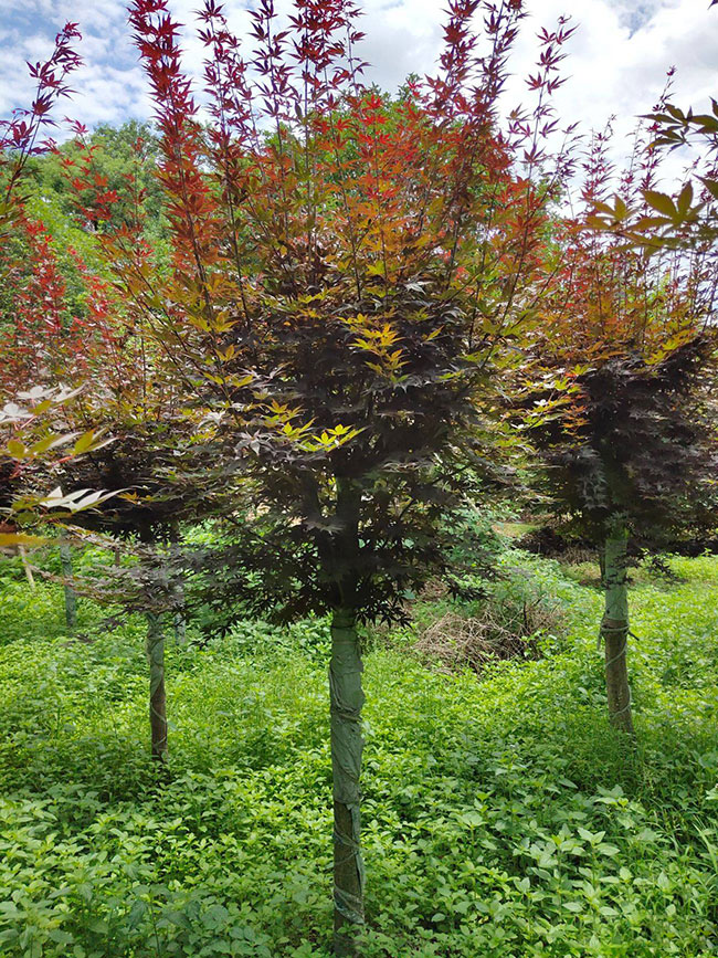 紅楓樹苗多少錢一棵?2020年紅楓樹苗價格最新價格