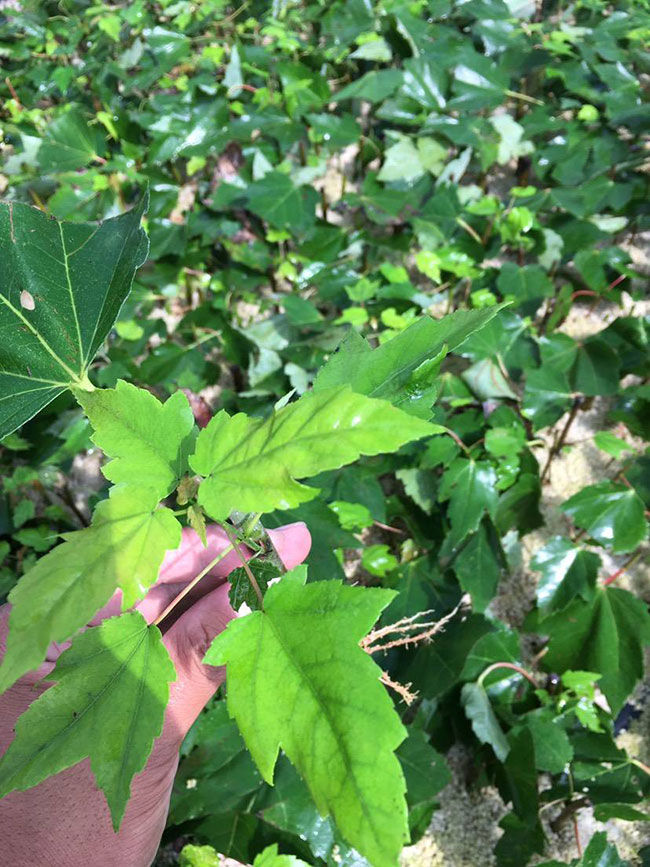 紅楓多久澆一次水?紅楓澆水的正確方法