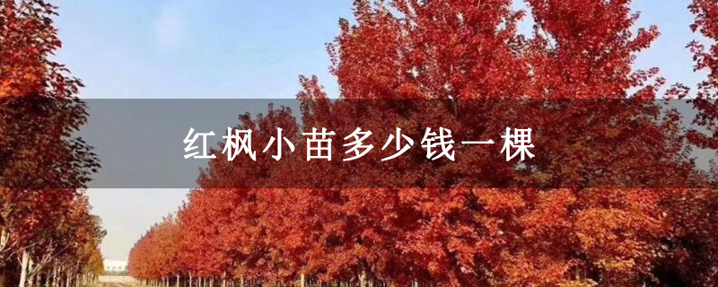 紅楓小苗多少錢(qián)一棵