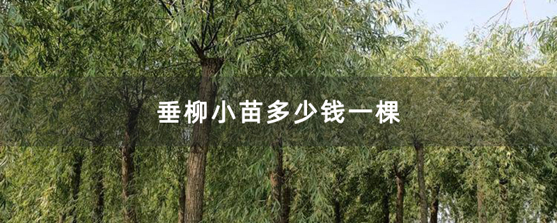 垂柳小苗多少錢(qián)一棵
