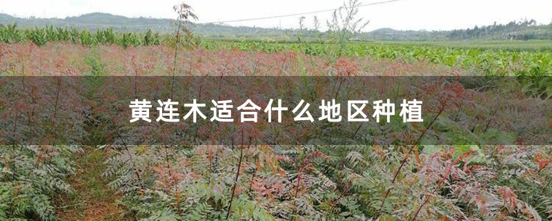 地徑1公分的黃連木小苗基地實拍圖