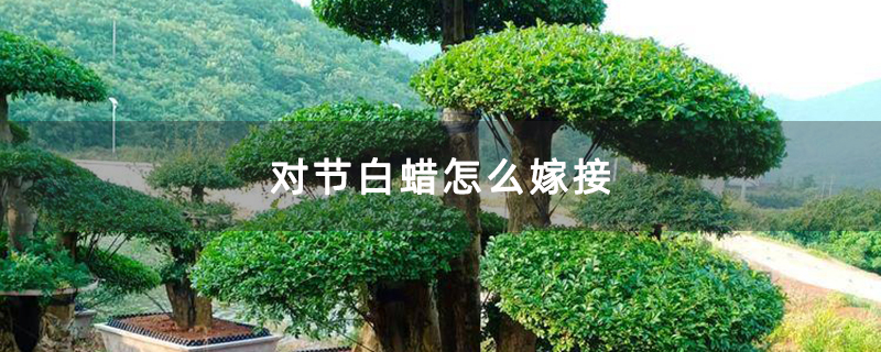 對節白蠟怎么嫁接