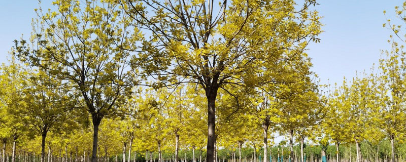 十公分金葉白蠟報(bào)價(jià)多少錢一棵