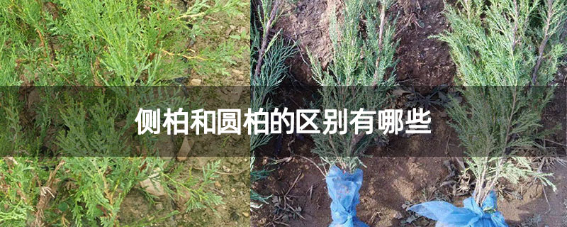 側柏和圓柏的區別有哪些