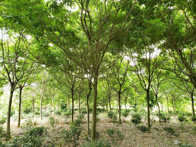 欒樹的產地是哪兒?欒樹介紹欒樹的特點