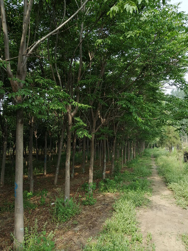 欒樹的產地是哪兒?欒樹介紹欒樹的特點