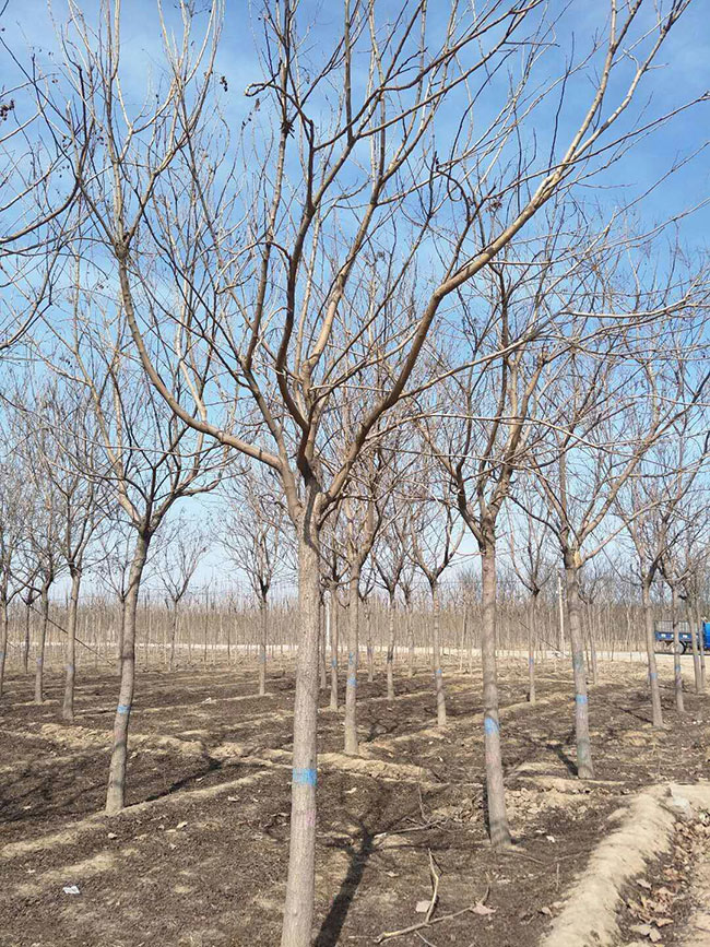 欒樹的產地是哪兒?欒樹介紹欒樹的特點
