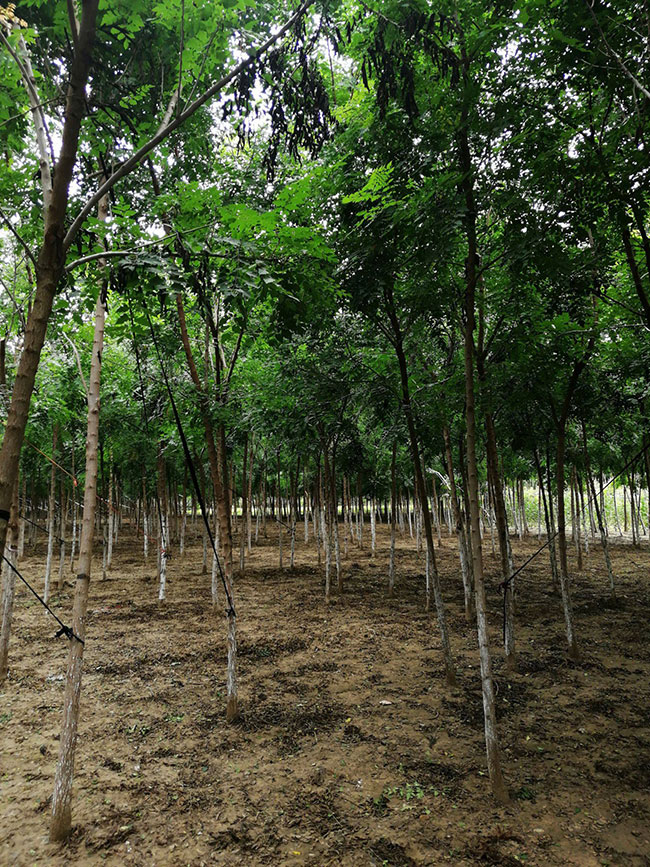 欒樹的產地是哪兒?欒樹介紹欒樹的特點