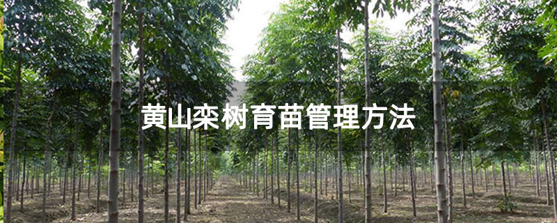 黃山欒樹育苗管理方法