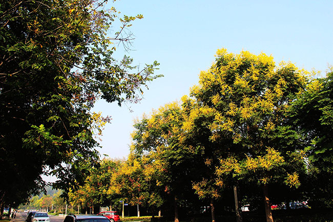 欒樹開花