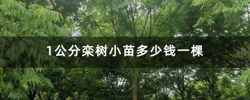 1公分欒樹小苗多少錢一棵