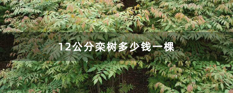 欒樹小苗基地實拍圖