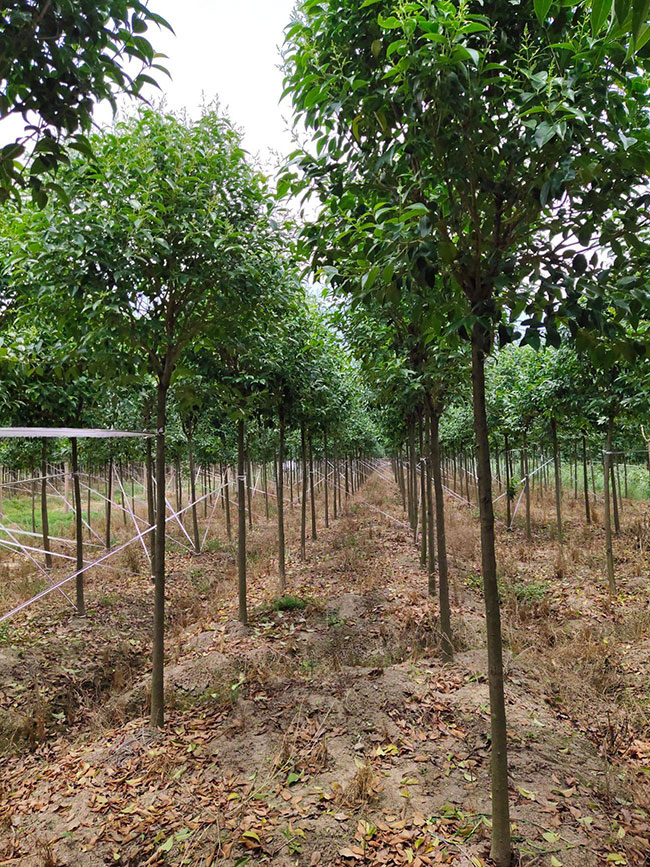 大葉女貞多少錢一棵?2020年大葉女貞價格最新行情預測