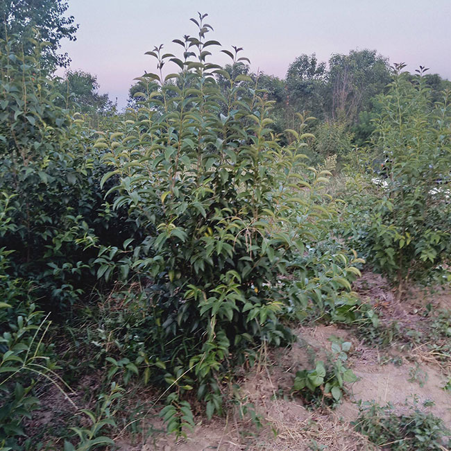 大葉女貞多少錢一棵?2020年大葉女貞價格最新行情預測