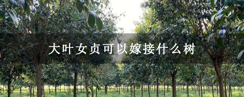 大葉女貞可以嫁接什么樹