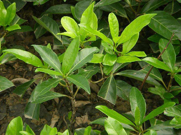 法國冬青苗