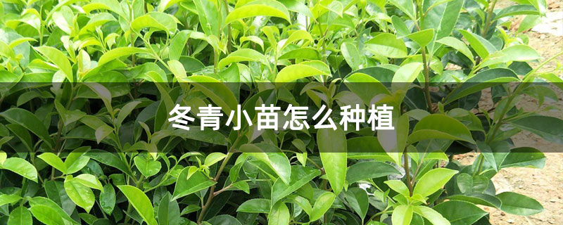 冬青小苗怎么種植