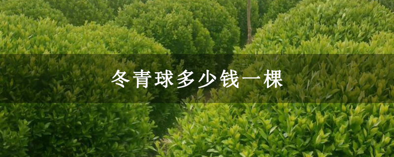冬青球多少錢一棵
