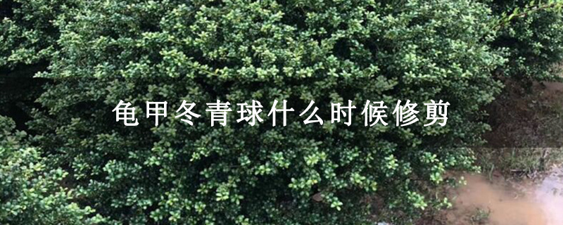 龜甲冬青球什么時候修剪