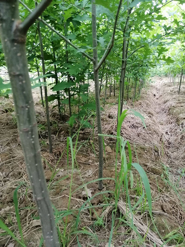 娜塔櫟種植后幾天發芽?娜塔櫟移栽技術