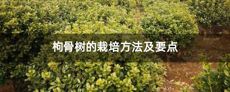 枸骨樹的栽培方法及要點