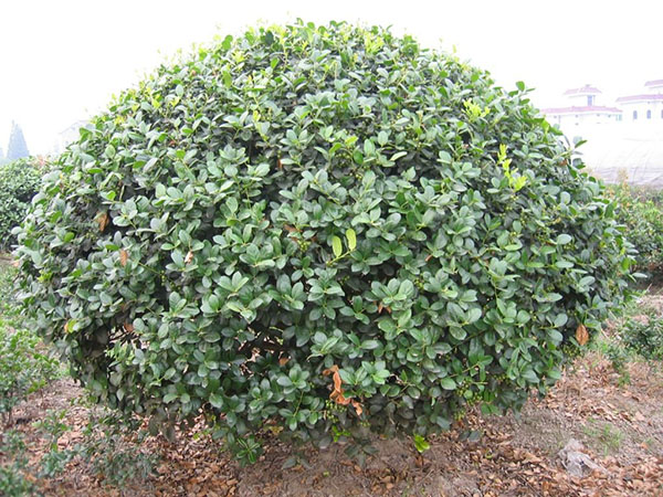 無(wú)刺枸骨樹(shù)