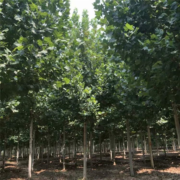 速生法桐基地實拍圖片