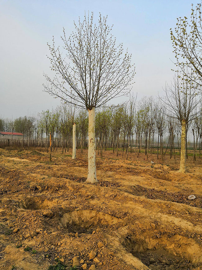 造型法桐小苗多少錢一棵?造型法桐小苗批發價格