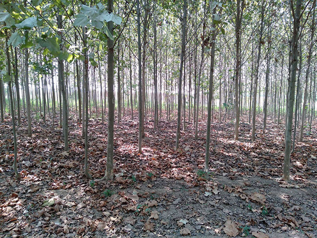 造型法桐小苗多少錢一棵?造型法桐小苗批發價格