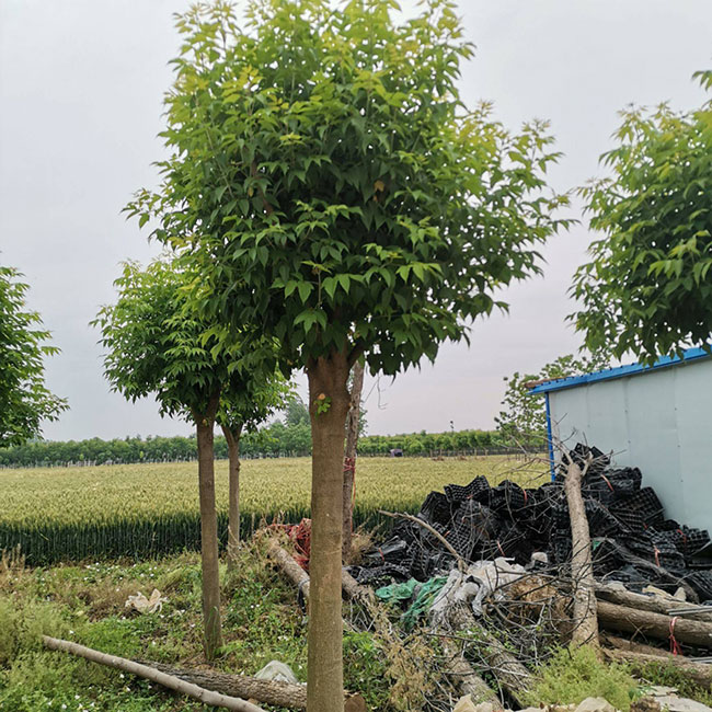 金葉復葉槭前景如何?金葉復葉槭的種植前景