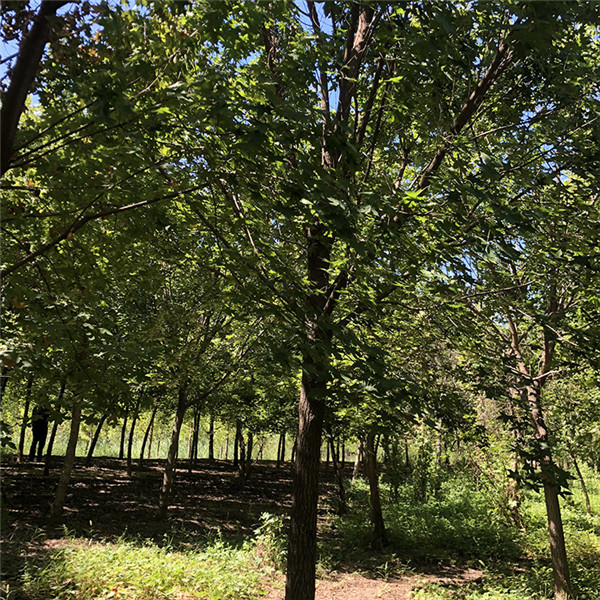 江蘇大型五角楓基地實拍圖