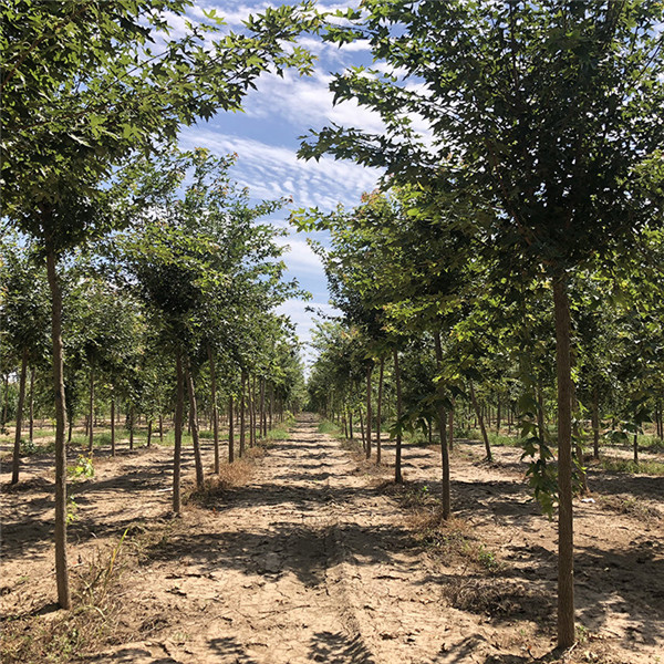 江蘇大型五角楓基地實拍圖