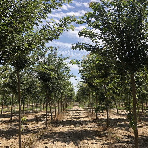 江蘇大型五角楓基地實(shí)拍圖