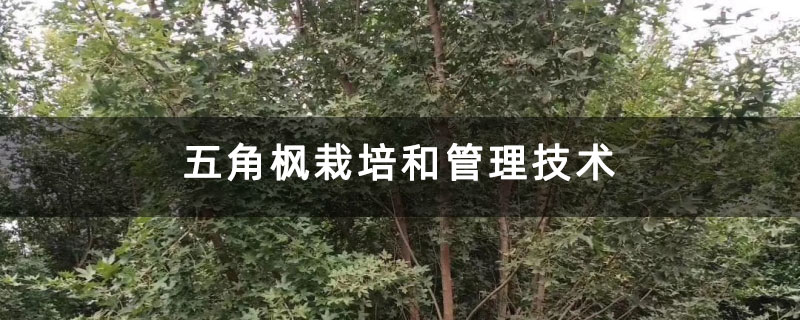 五角楓栽培和管理技術