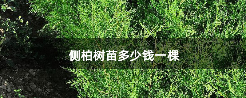 側(cè)柏樹(shù)苗多少錢一棵