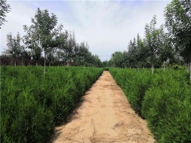 沭陽(yáng)長(zhǎng)景園林側(cè)柏種植基地實(shí)拍圖片