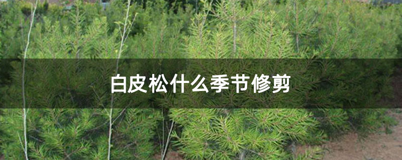 白皮松什么季節修剪