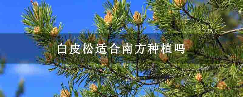 白皮松適合南方種植嗎