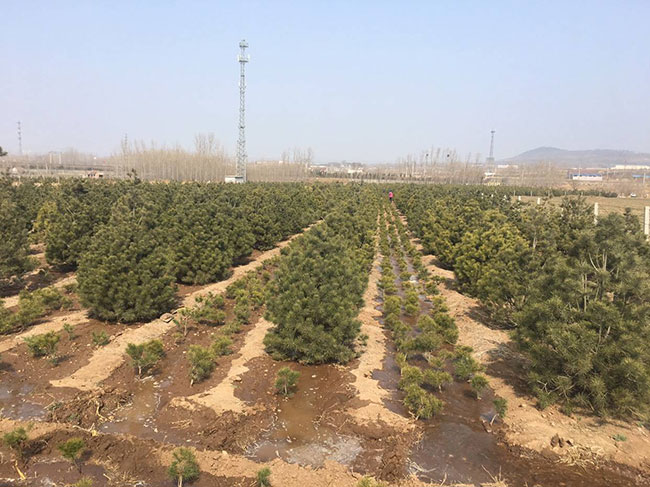 白皮松怎么種植?白皮松樹苗的種植管理技術(shù)