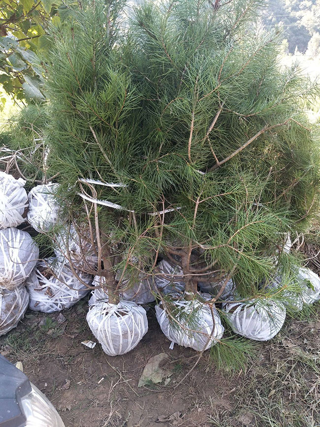 白皮松怎么種植?白皮松樹苗的種植管理技術(shù)