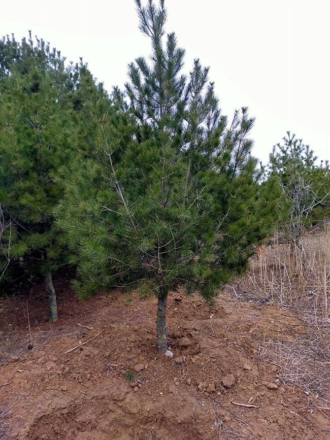 白皮松怎么種植?白皮松樹苗的種植管理技術(shù)