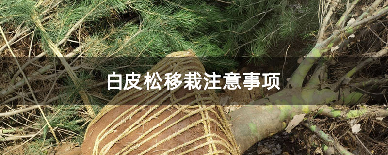 白皮松移栽注意事項(xiàng)