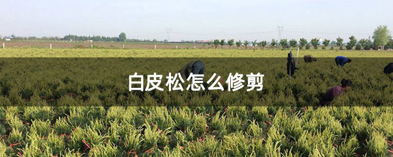 白皮松怎么修剪
