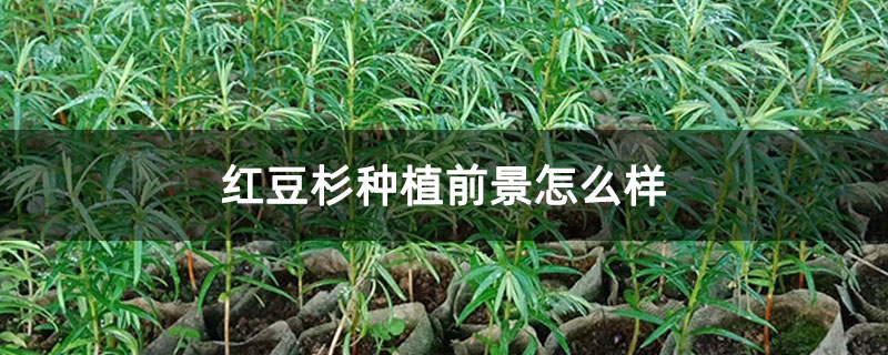 紅豆杉種植前景怎么樣