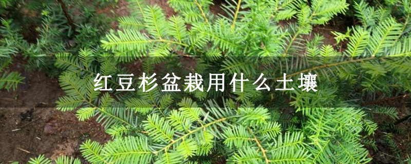 紅豆杉盆栽用什么土壤