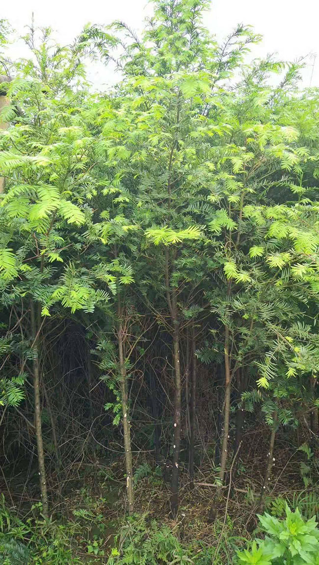 紅豆杉價格多少錢一棵?家庭紅豆杉的養殖方法